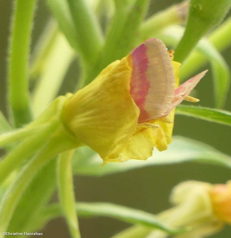 Primrose moth (Schinia florida)