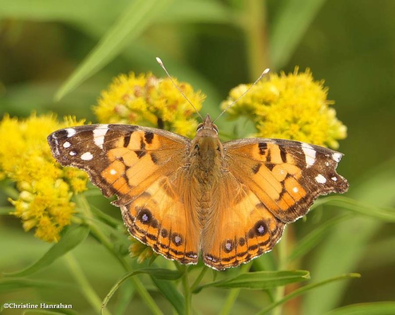 American lady butterfly  (Vanessa virginiensis)