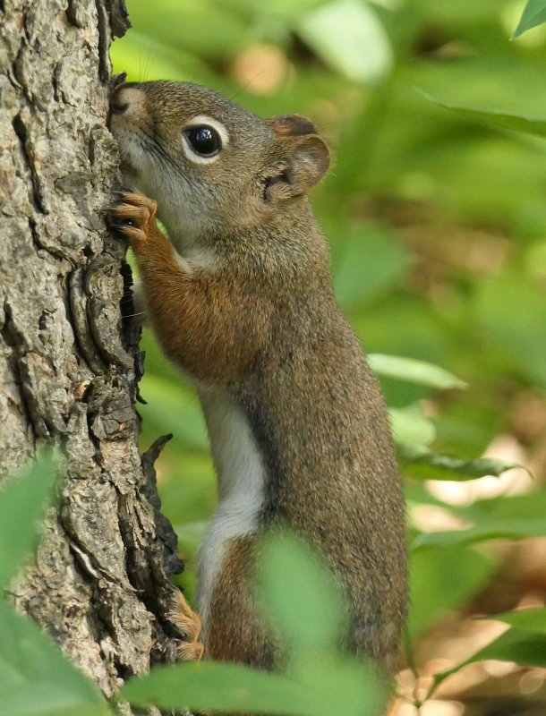 Red squirrel  (Tamiasciurus hudsonicus)