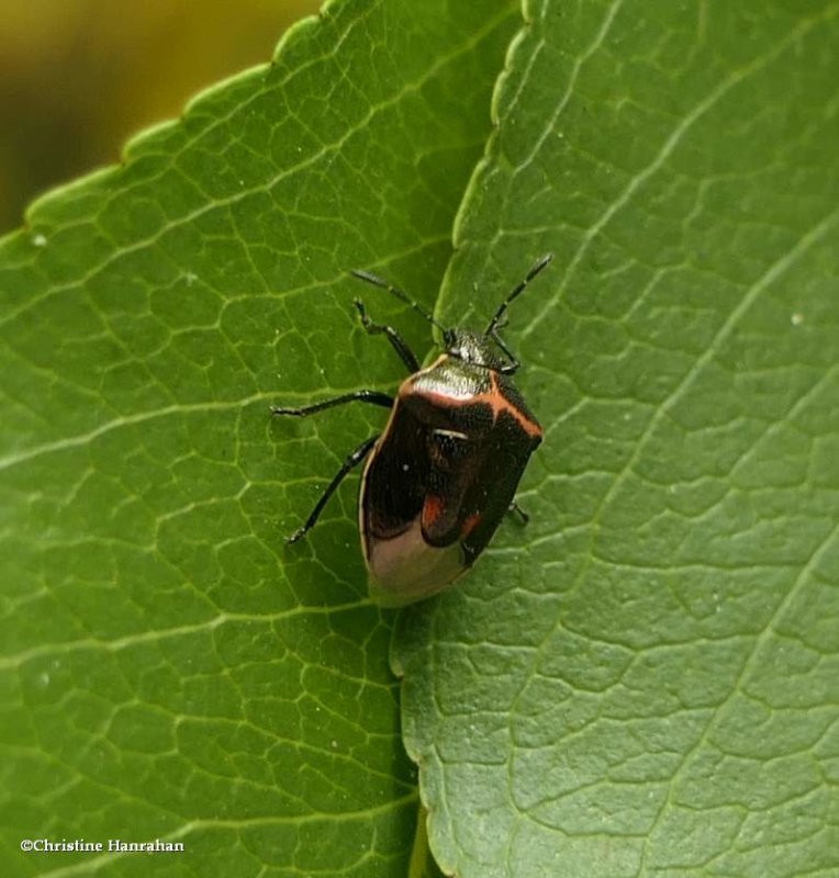 Twice-stabbed stink bug (Cosmopepla)