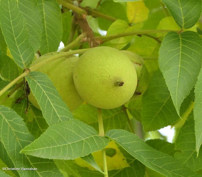 Black walnut (Juglans nigra)