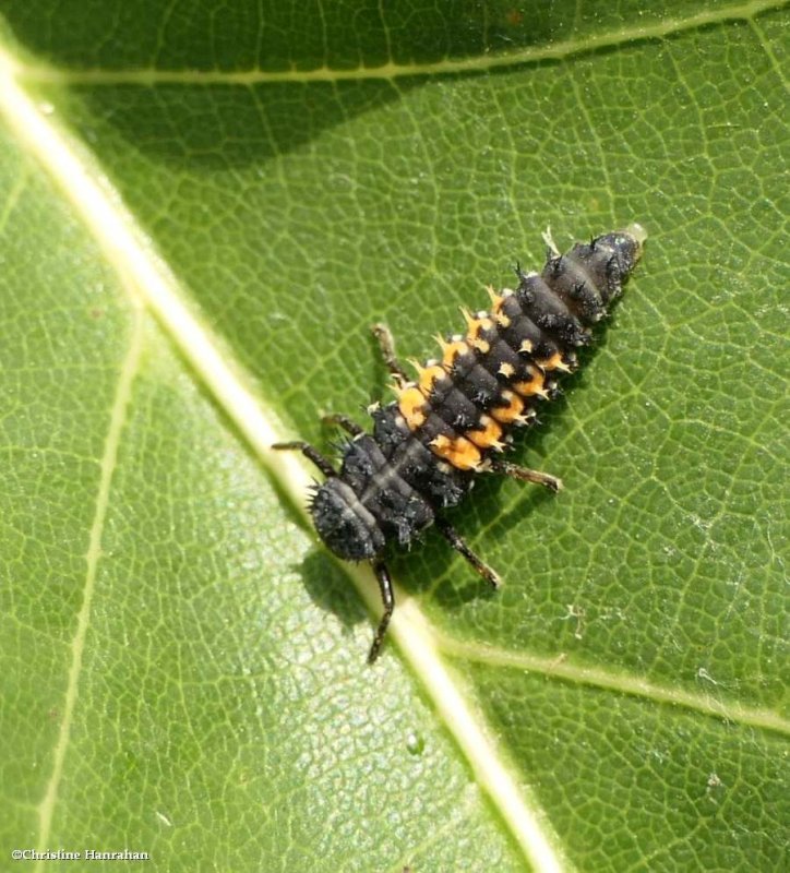 Asian lady beetle larva (Harmonia axyridis)