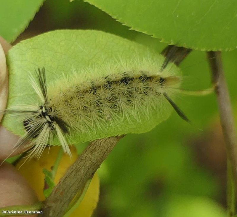 Banded tussock moth caterpillar (Halysidota tessellaris), #82013