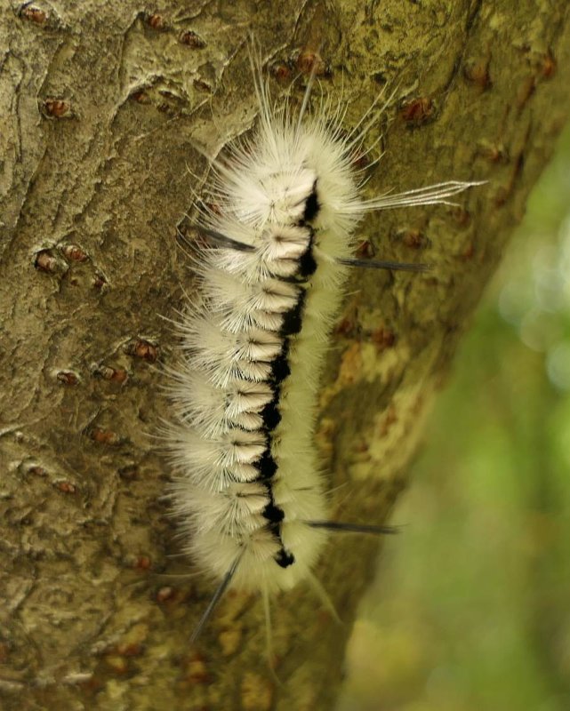 Hickory tussock moth caterpillar (Halysidota tessellaris), #8203