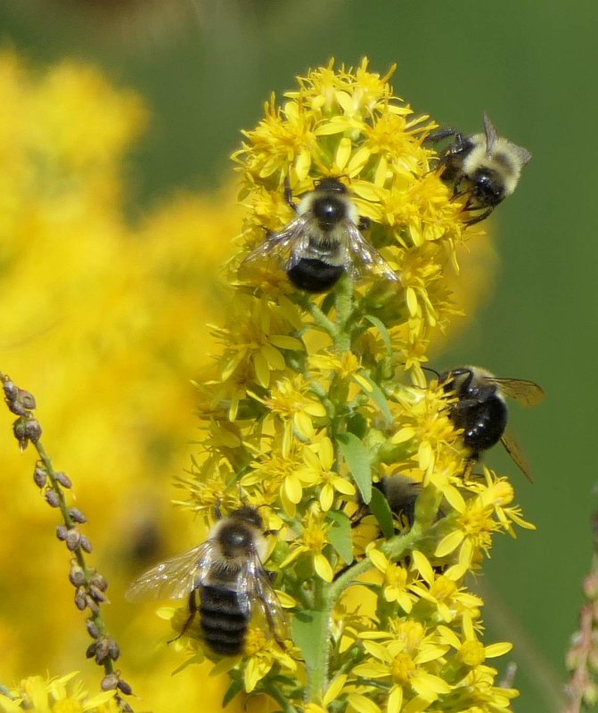 Bumble bees on goldenrod