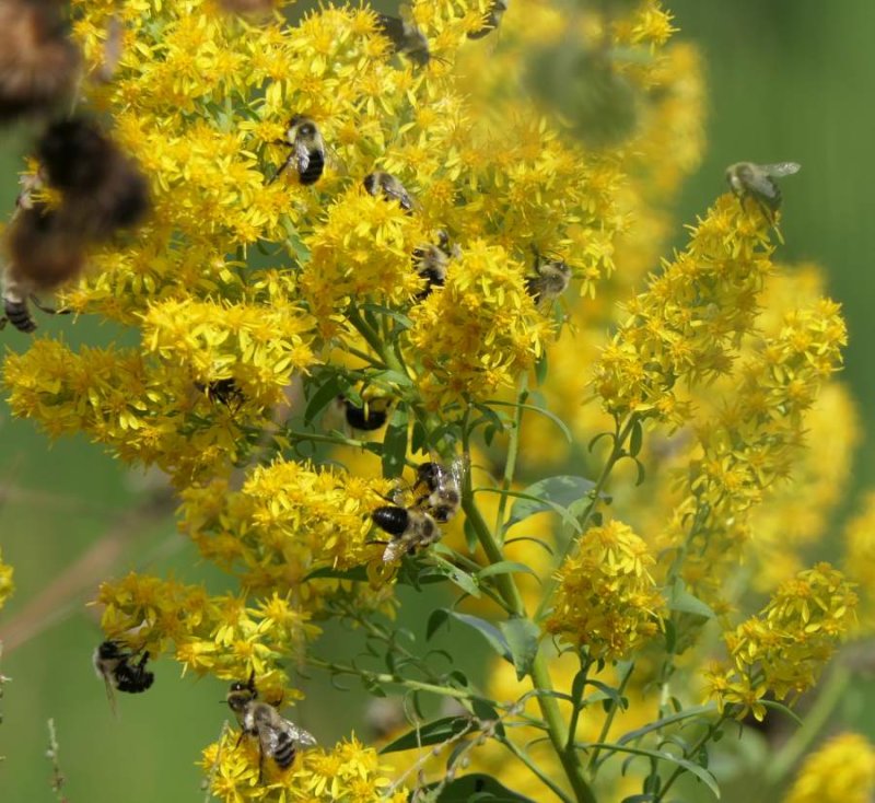 Bumble bees on goldenrod