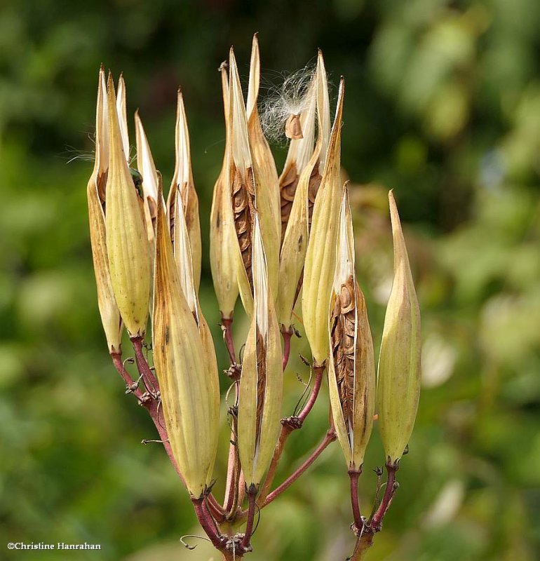 Swamp milkweed  (Asclepias incarnata)