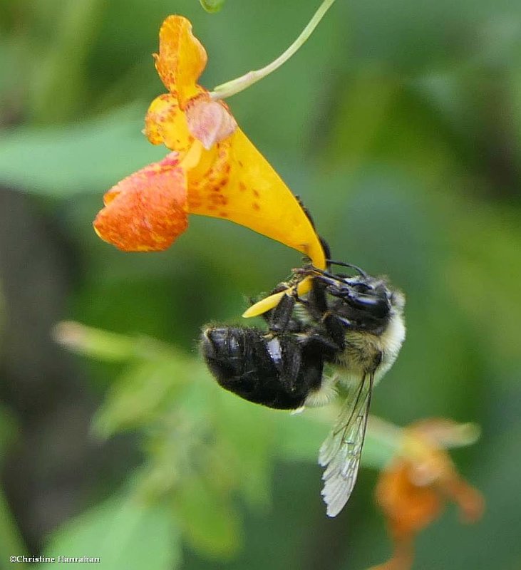Bumble bee on jewelweed