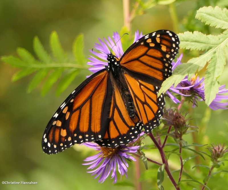 Monarch butterfly  (Danaus plexippus)