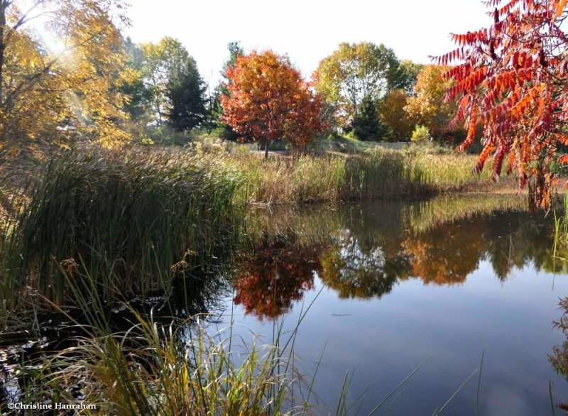 Amphibian pond