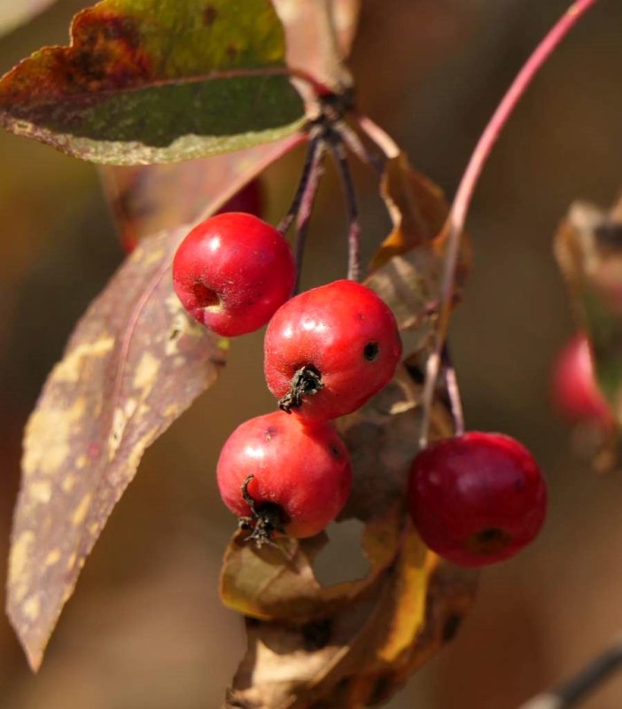 Crabapples (Malus)