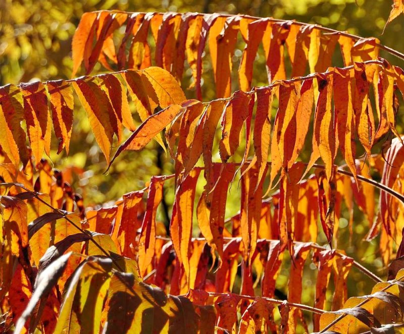 Staghorn sumac (Rhus typhina)