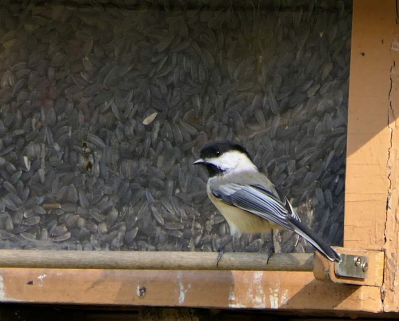 Black-capped chickadee