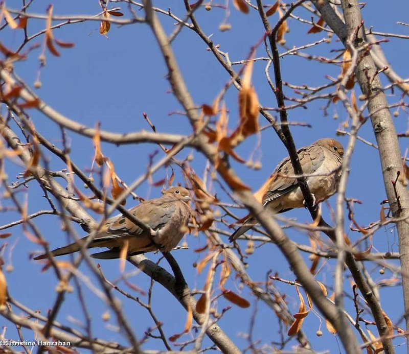 Mourning doves