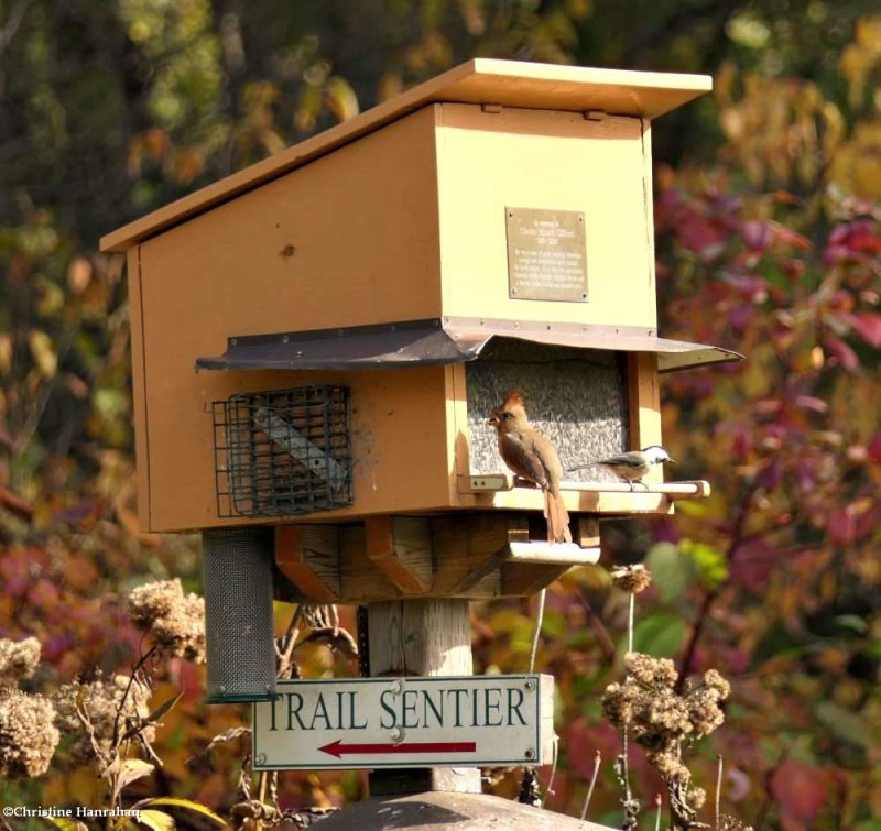 Bird feeder