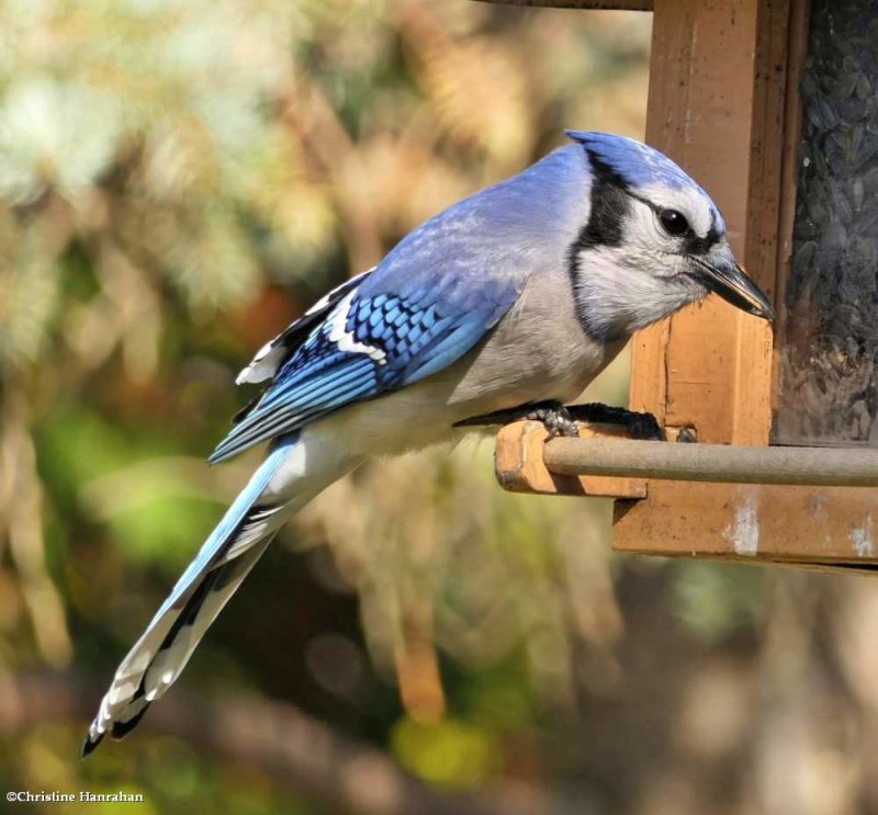 Blue jay