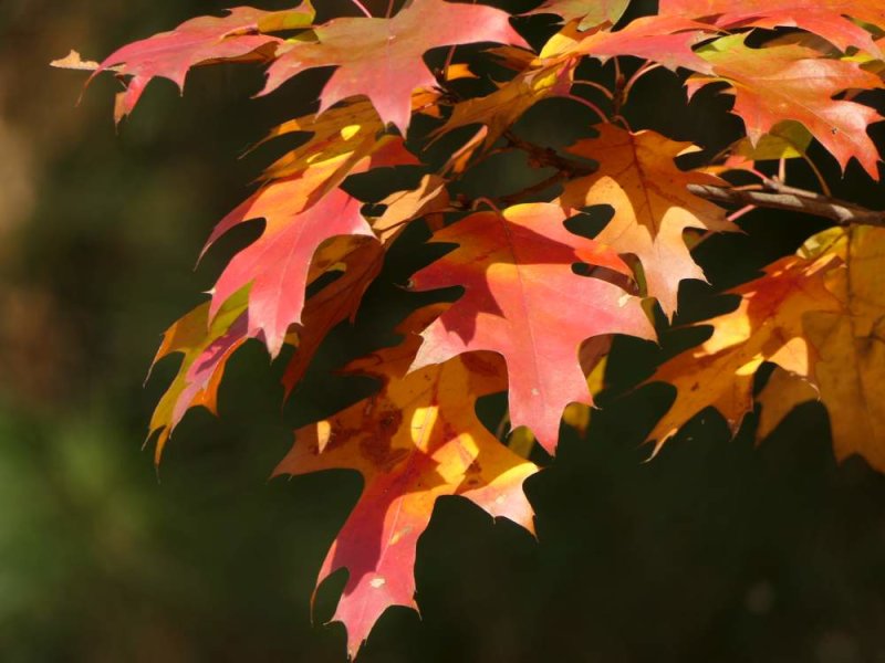 Red oak