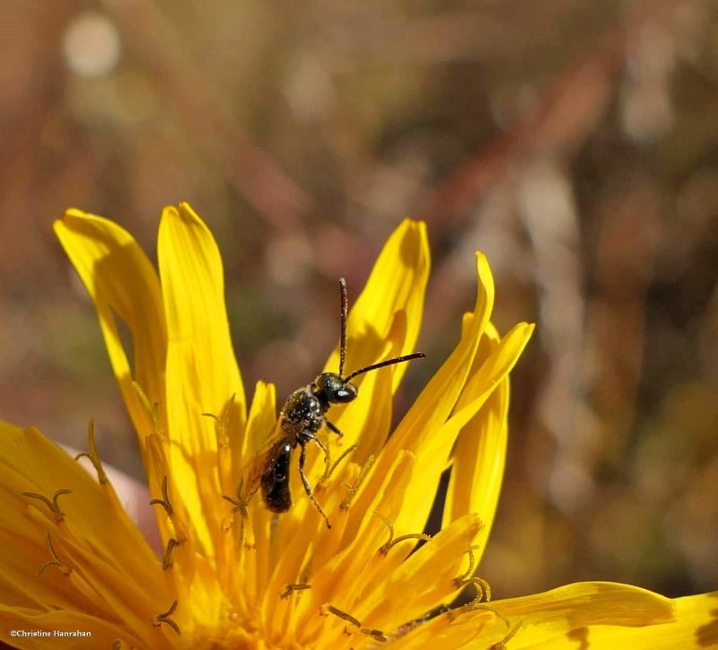 Sweat bee (Halictini)