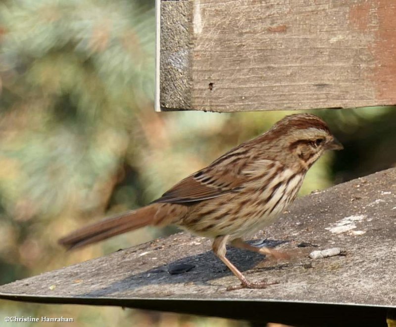 Song sparrow