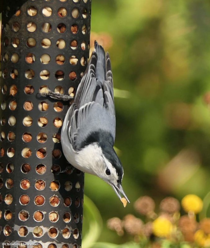 White-breasted nuthatch