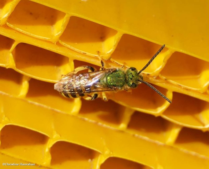 Striped sweat bee (Agapostemon sp.)