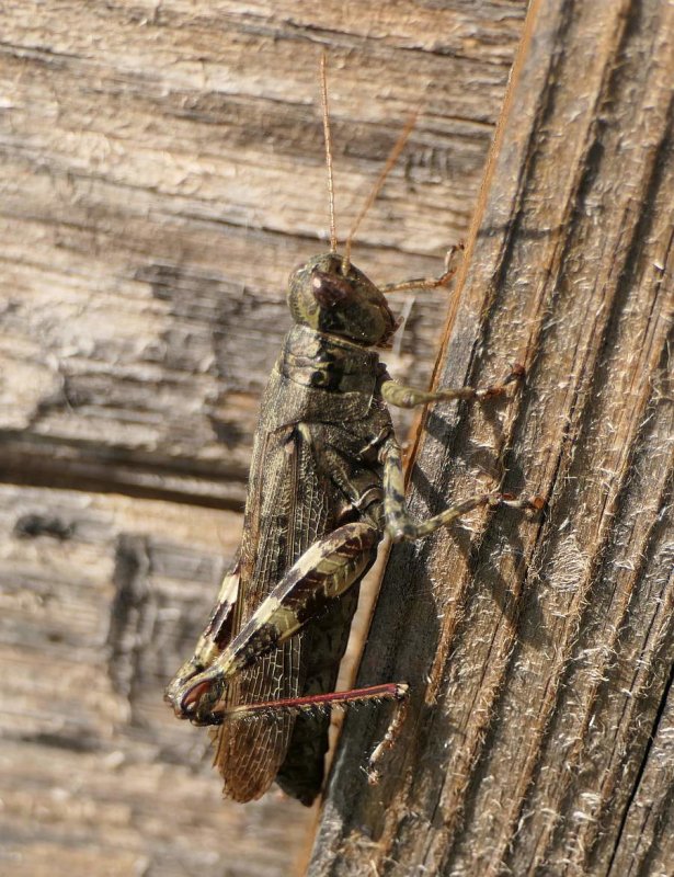 Grasshopper (Melanoplus)