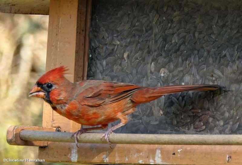 Northern cardinal, male