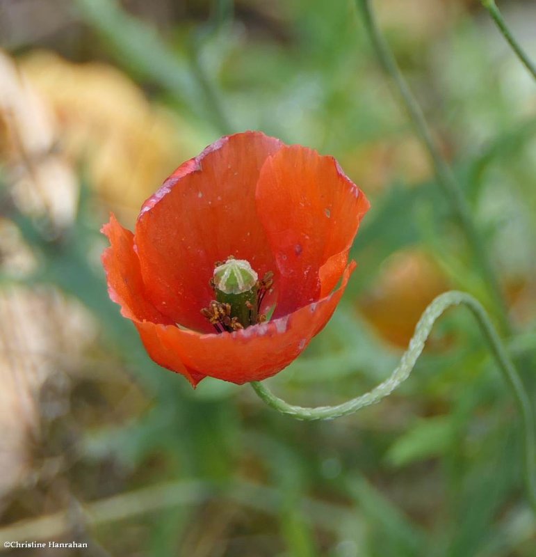 Poppy