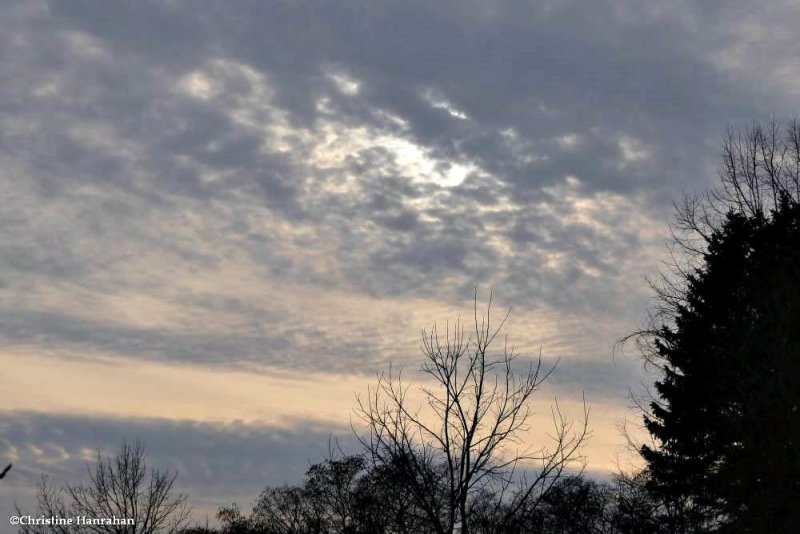Sky over the garden 