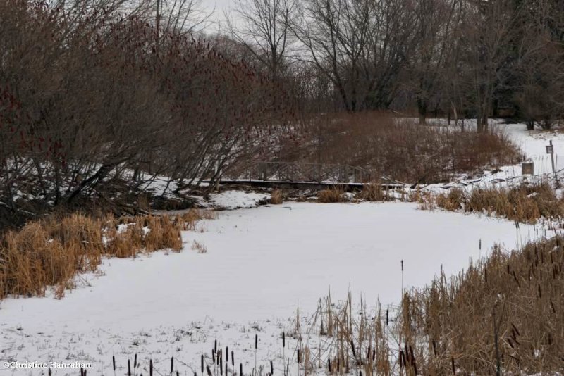 The pond in winter