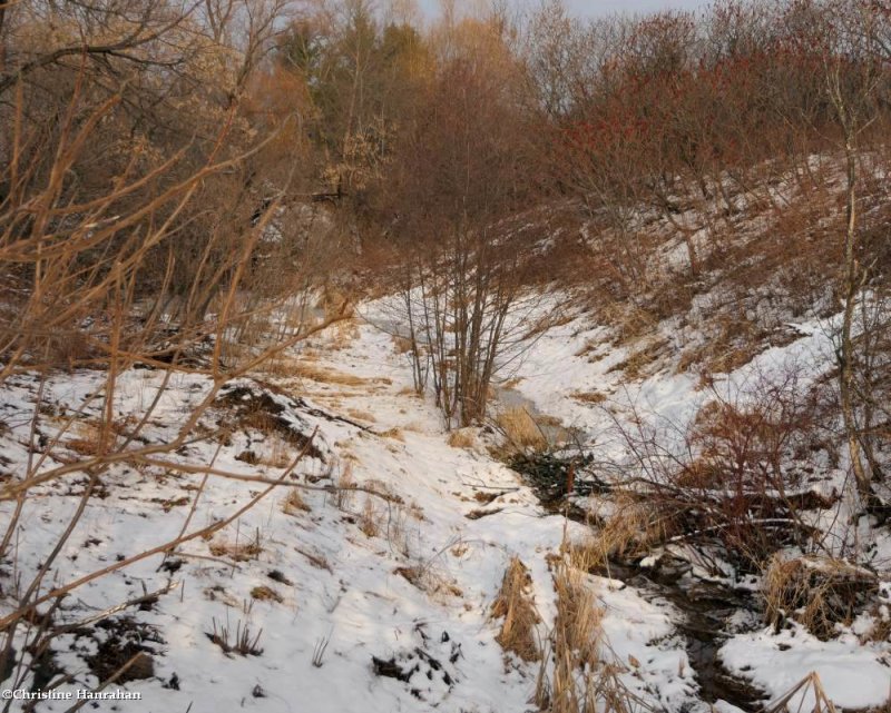 The Ravine