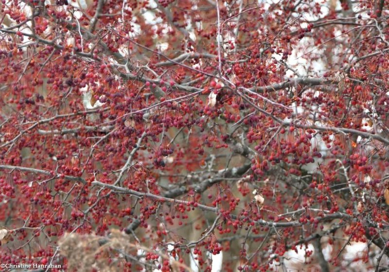 Crabapples (Malus)