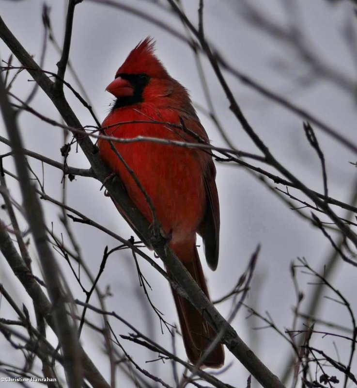 Northern cardinal, male
