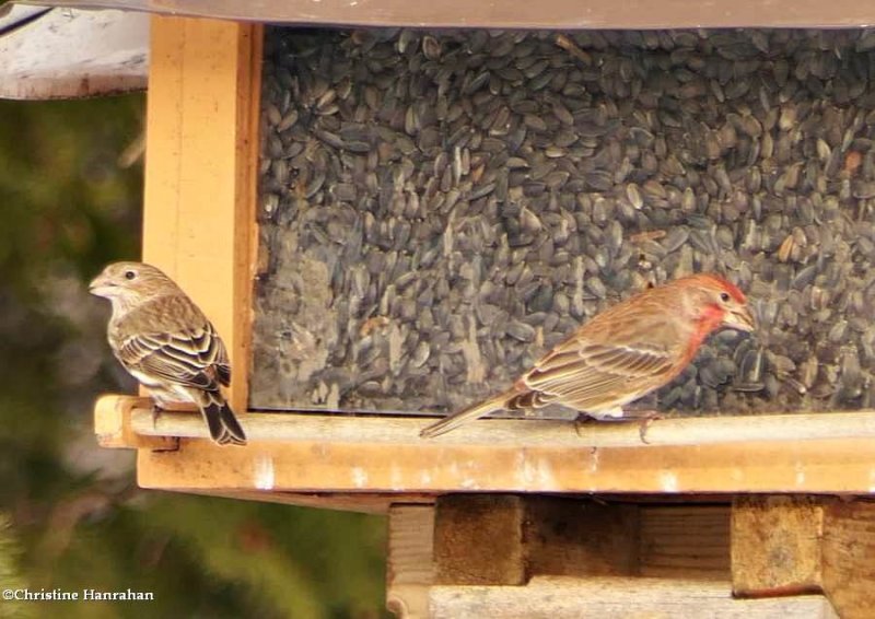 House finches, pair