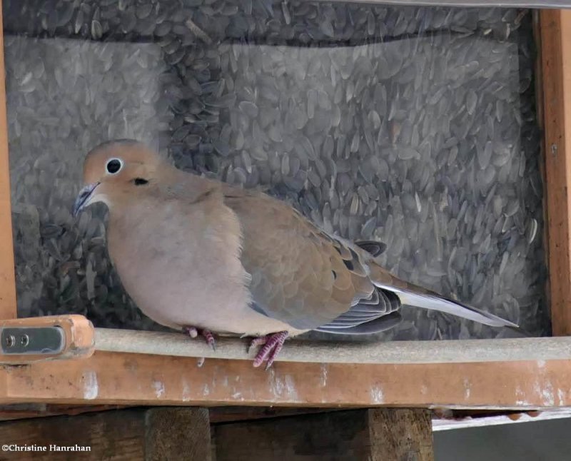 Mourning dove
