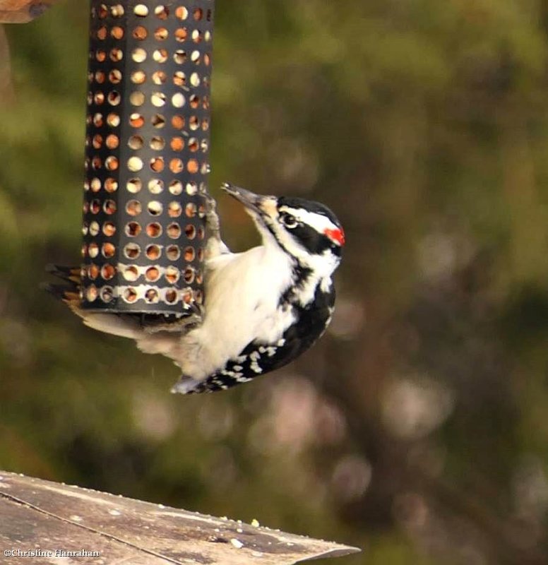 Hairy woodpecker. male