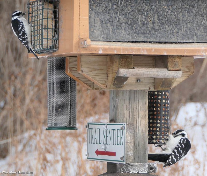 Woodpeckers
