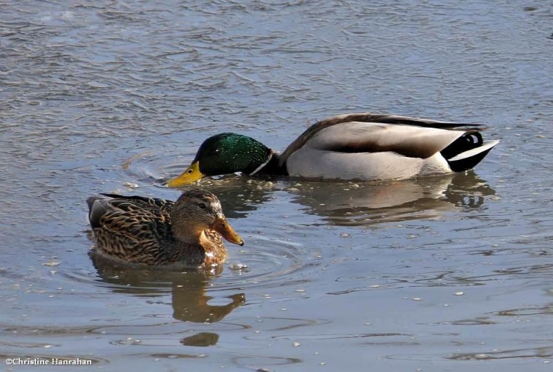 Mallards