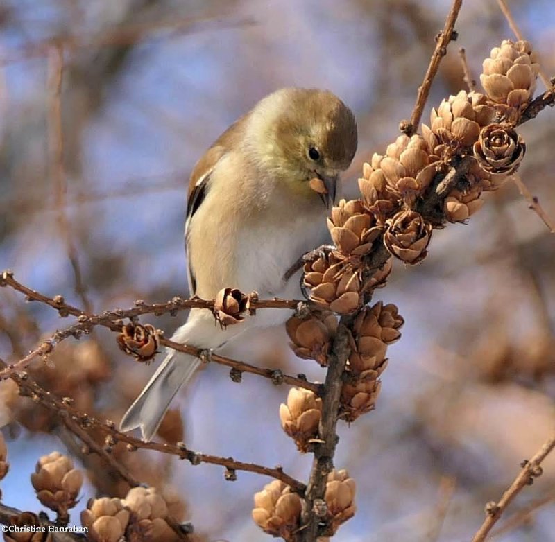 American goldfinch