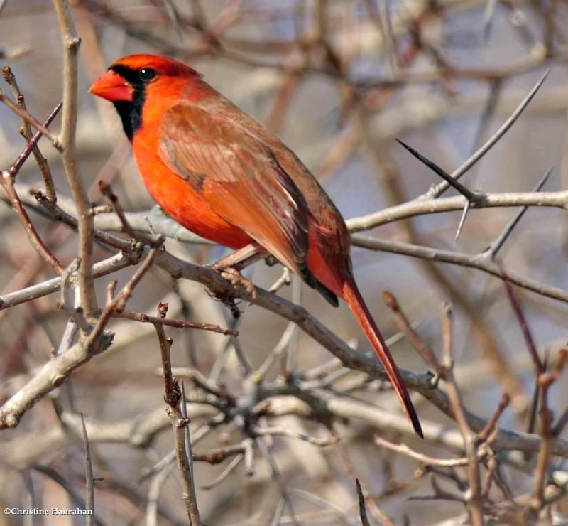 Northern cardinal, male