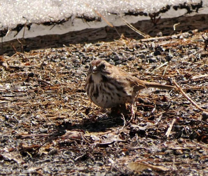 Song sparrow