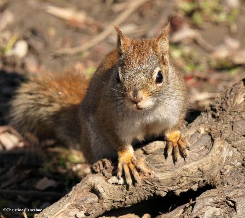 Red squirrel  (Tamiasciurus hudsonicus)