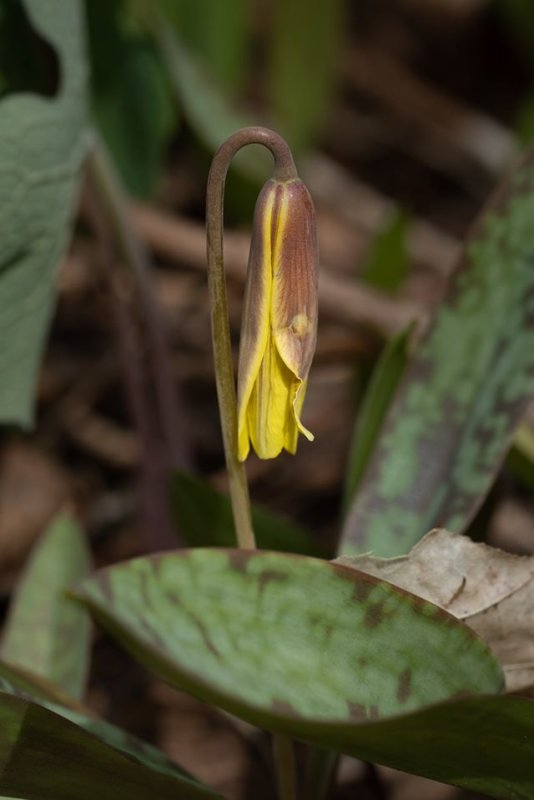 Trout Lily (Erythronium americanum)