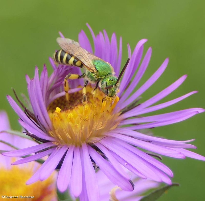 Sweat bee (<em>Agapostemon</em>)