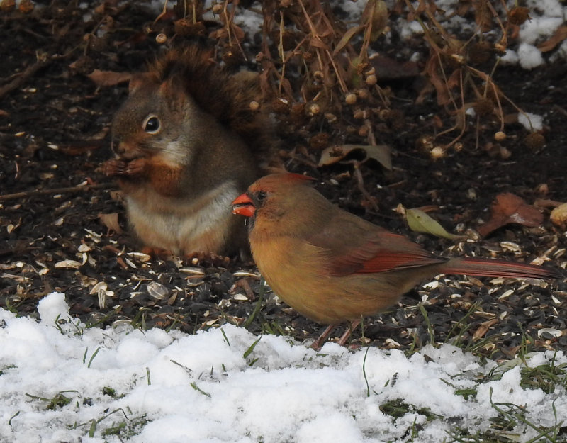 Red Squirrel and female Cardinal