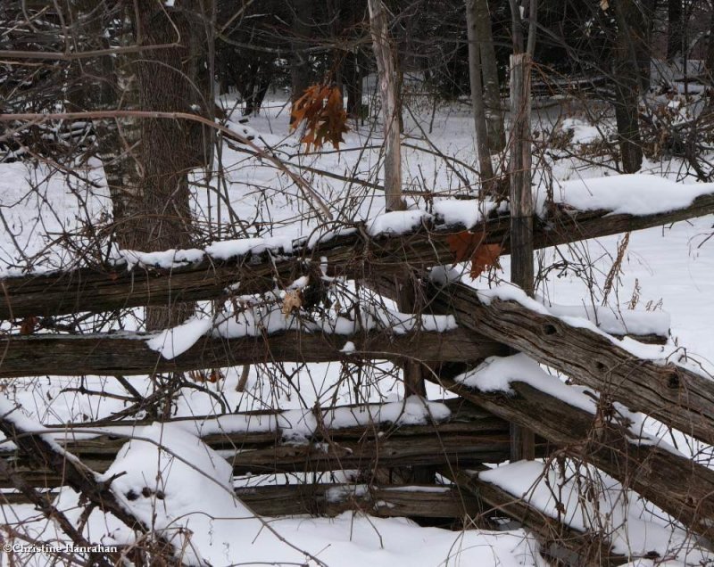 Old woods