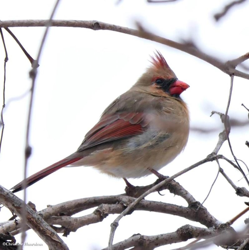 Northern cardinal