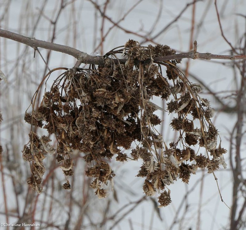 Ash flower galls