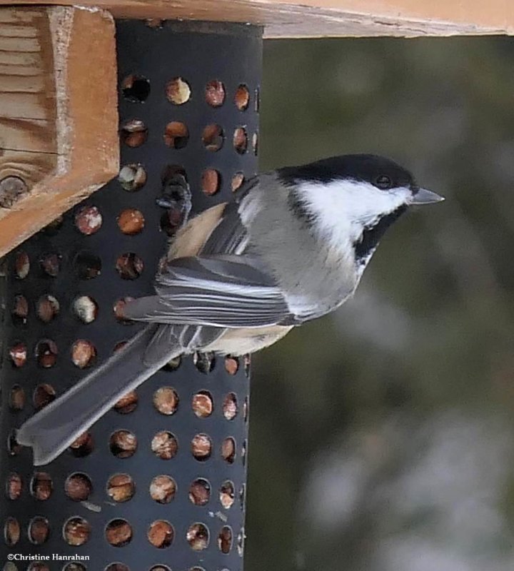 Black-capped chickadee