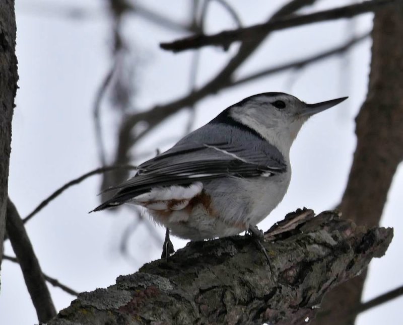 White-breasted nuthatch